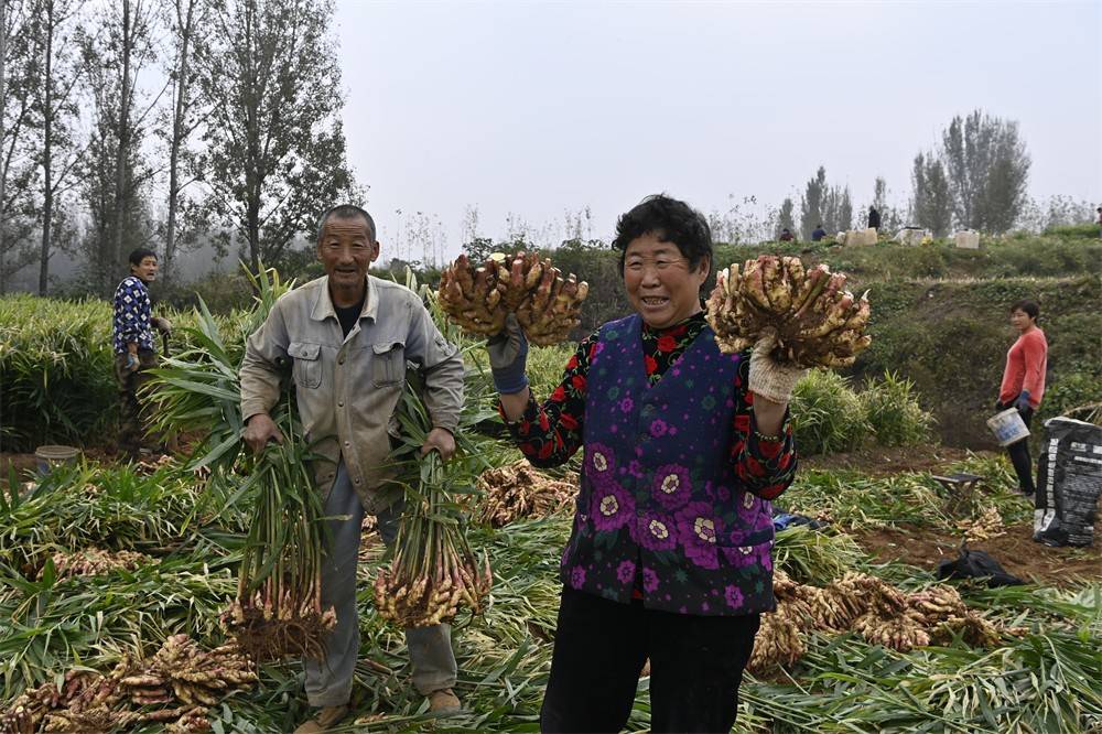 ”俺们是从院东头那里学的大姜有机种植技术(2386444)-20211026090941.JPG